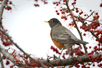 American Robin