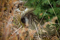 Porcupine